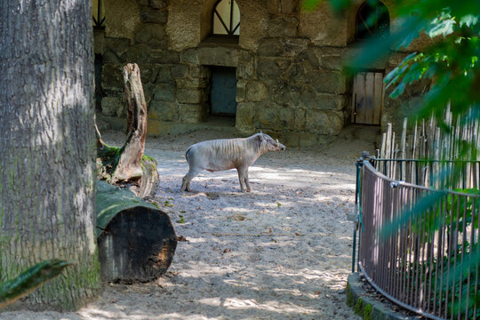 Babirussa standing in an outdoor zoo habitat near trees and logs