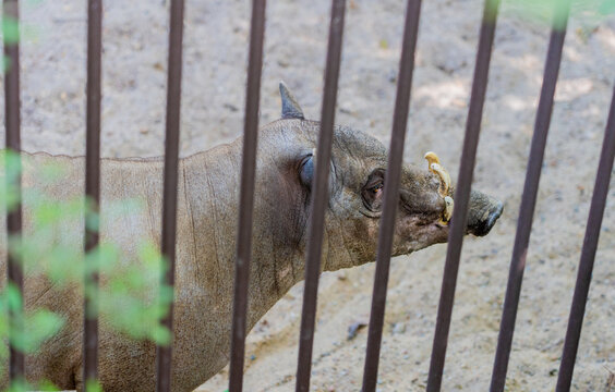Babirussa looking through iron bars in a zoo enclosure
