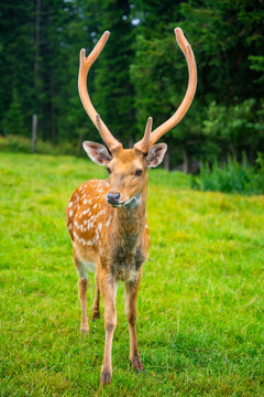 Male deer with antlers standing on green grass in a natural landscape, surrounded by trees and foliage in a serene outdoor setting