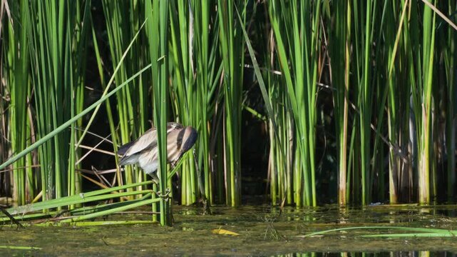 Little bittern (Ixobrychus minutus) preening feathers among green reeds in slow motion