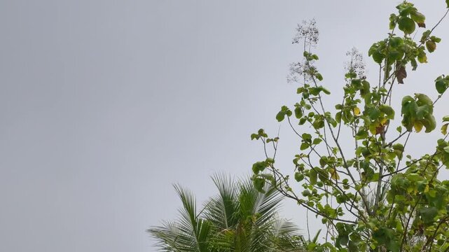 Coconut and teak leaves move gently in the wind against an open sky, creating natural tropical foliage footage with generous copy space for commercial use.