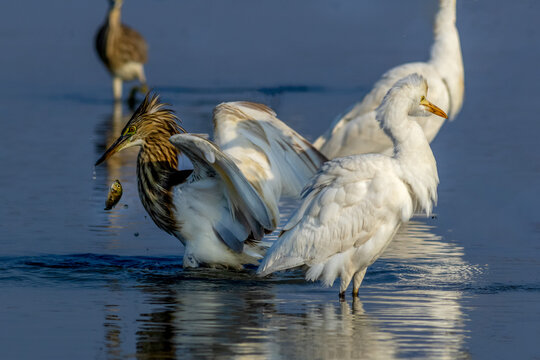 View of an Indian pond heron catching a small fish in the water with other white herons standing nearby in Multan, Punjab, Pakistan.