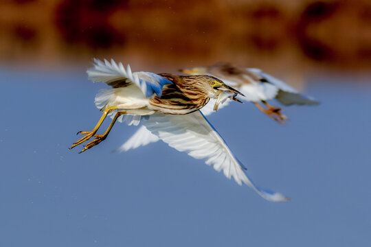 View of an Indian pond heron in flight carrying a small fish in its beak against a clear blue sky in Multan, Punjab, Pakistan.