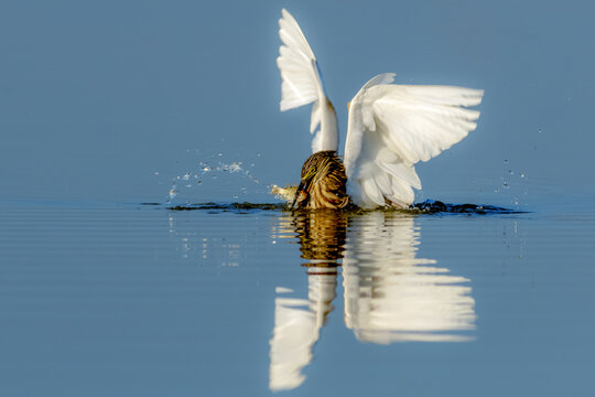 View of an Indian pond heron with wings spread catching a fish in the water with a clear reflection in Multan, Punjab, Pakistan.