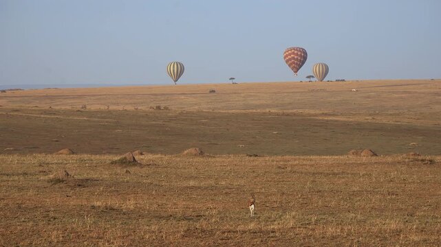 Thomson&rsquo;s gazelle with hot air balloons in Maasai Mara savanna, Kenya