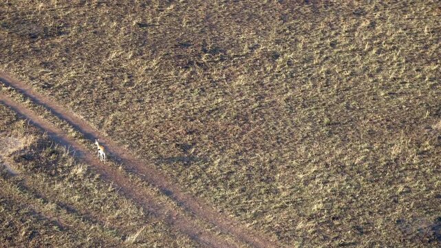 Thomson&rsquo;s gazelle running across Maasai Mara savanna from aerial view, Kenya