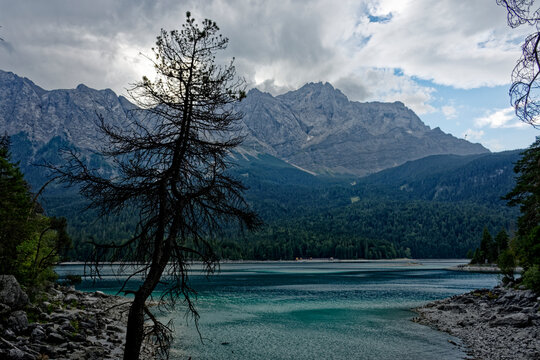 Pine Tree Silhouette Overlooking Lake Eibsee and Mount Zugspitze Massif