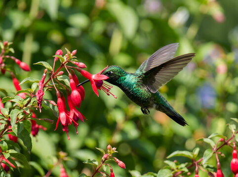 Green hummingbird hovering to feed on a red fuchsia flower in a sunny garden