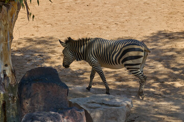 Fototapeta premium Plains zebra walking across sandy enclosure in sunlight
