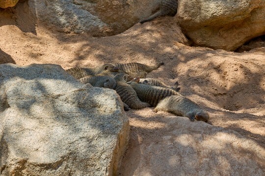 Group of banded mongooses resting together on sandy ground