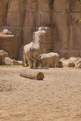 Adult white rhinoceros standing beside young calf in enclosure © Anna Baranova