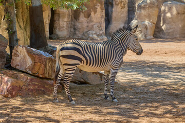 Fototapeta premium Plains zebra walking across natural rocky enclosure in sunlight