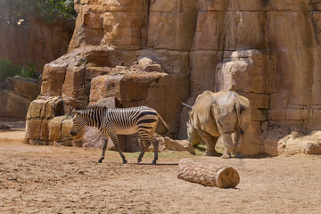 White rhinoceros, zebra and calf walking in rocky safari habitat © Anna Baranova