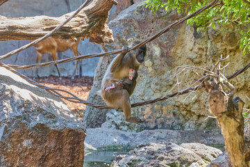 Mother monkey holding baby while balancing on rope above water habitat © Anna Baranova