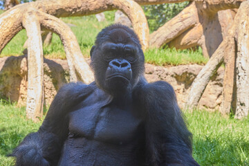 Close portrait of silverback gorilla sitting in natural wildlife habitat © Anna Baranova