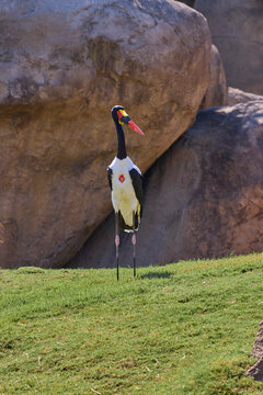 Saddle billed stork walking across green grass in wildlife habitat