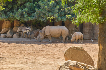 White rhinoceros with calf and zebra in natural wildlife habitat © Anna Baranova