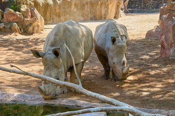 Two white rhinoceroses drinking beside pond in natural safari habitat © Anna Baranova
