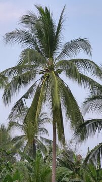 Coconut palm fronds sway naturally in the wind, capturing rhythmic tropical foliage movement for nature footage, island themes, travel visuals and environmental backgrounds.