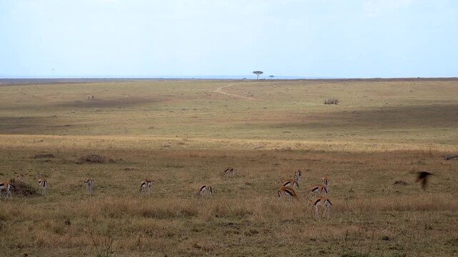 Herd of Thomson&rsquo;s gazelles grazing in Maasai Mara savanna, Kenya