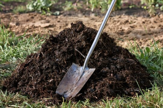 Shovel standing in fresh organic compost pile