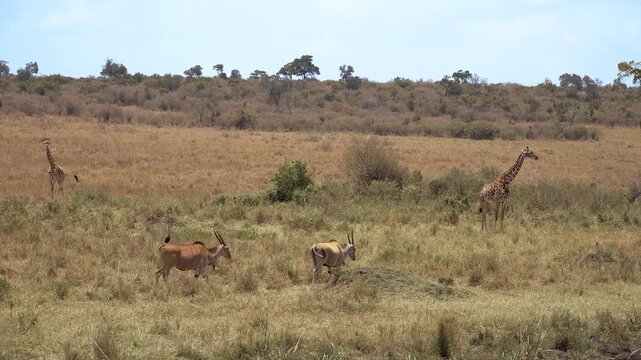 Maasai Mara Natural Reserve, Kenya. Masai giraffes and common elands on the savanna.