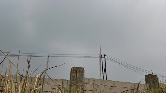 Overcast sky above utility poles and cables, with a wall and wild plants moving gently below, capturing an everyday outdoor environment under cloudy weather conditions.