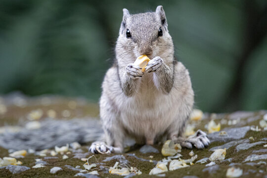 Hungry Squirrel Finds Food In the Wild. Squirrel Sitting Peacefully with Food