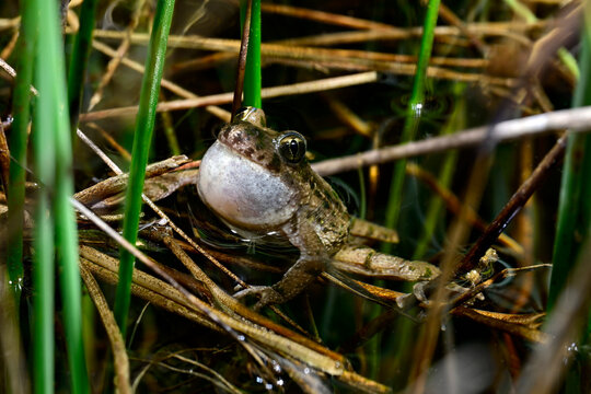 rufender Spanischer Schlammtaucher // Croaking Hesperides' parsley frog (Pelodytes hespericus) - Valencia, Spanien