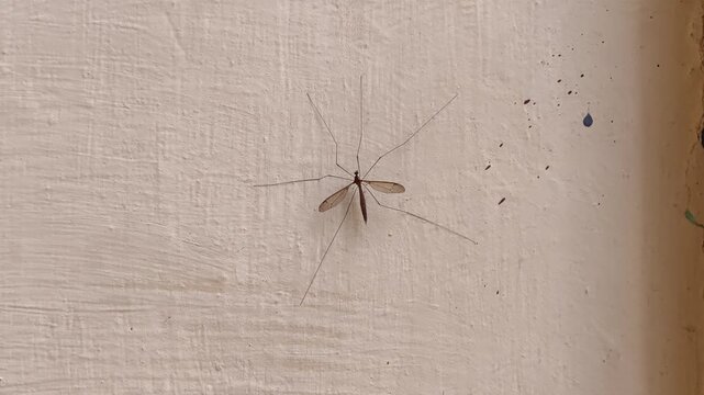 Close-up of a delicate insect with long legs and wings resting on a textured wall surface.