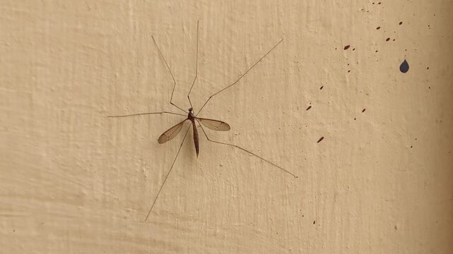 Macro photograph of a delicate crane fly resting on a textured wooden surface.