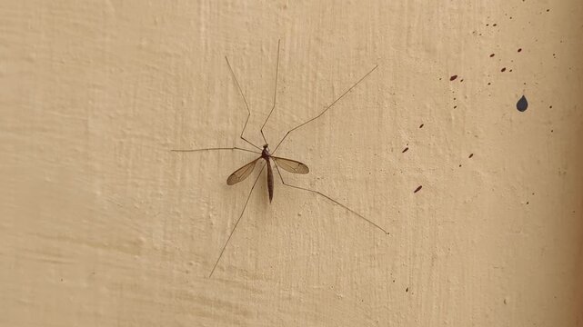 Macro shot of a crane fly perched on a plain textured wall surface.