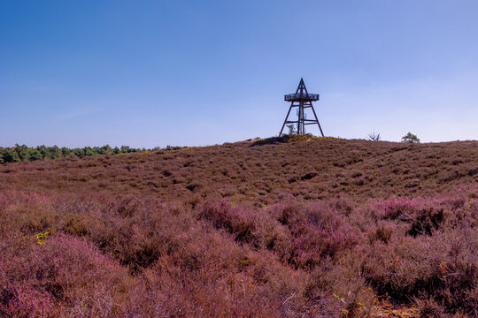 Purple flowers Calluna vulgaris (Heather, Ling) The sole species in genus of Calluna, Ericaceae family, De Cokse Heide in Afferden village, North Limburg, Lies about southeast of Nijmegen, Netherlands