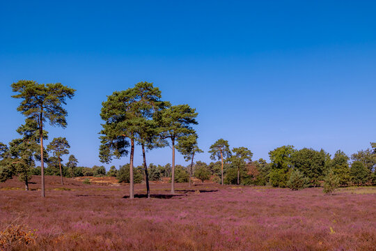 Purple flowers Calluna vulgaris (Heather, Ling) The sole species in genus of Calluna, Ericaceae family, De Cokse Heide in Afferden village, North Limburg, Lies about southeast of Nijmegen, Netherlands