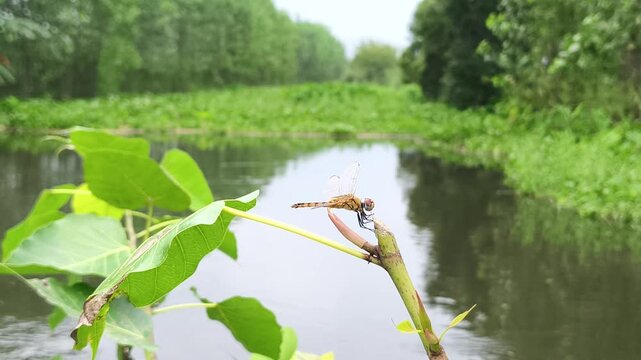 Close-up of a dragonfly perched on green foliage beside a calm pond surrounded by lush vegetation.