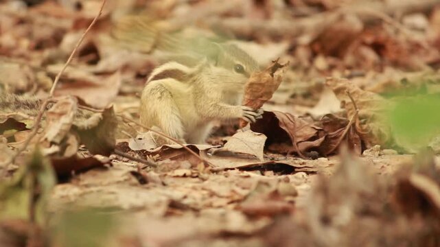 A chipmunk sits amidst fallen leaves in a natural woodland setting during autumn.