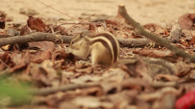 A chipmunk holding food in its paws amidst fallen leaves and twigs on the forest floor.
