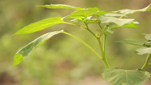 Close-up of a young plant stem with emerging leaves and small buds in natural sunlight.
