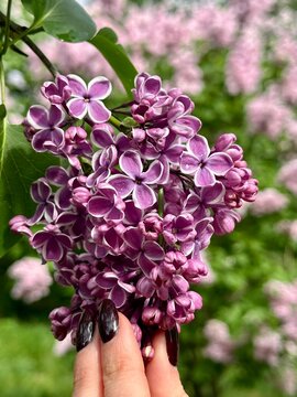 pink lilac flowers