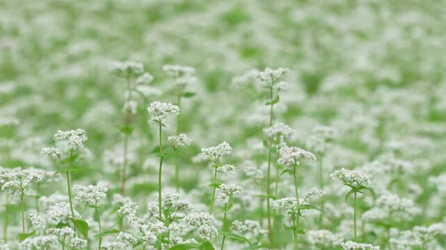 風に揺れそばの花