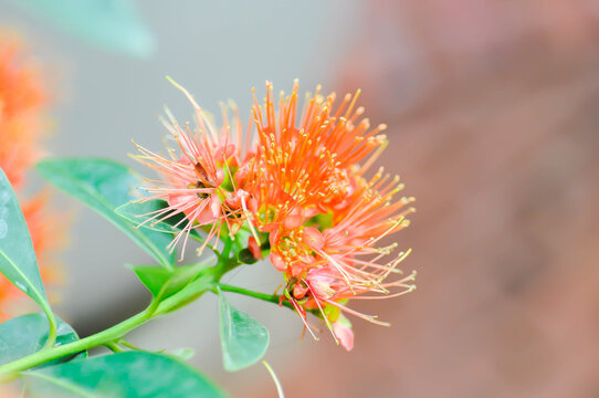 Golden Penda, Junjum or Expo Gold or  Metrosideros fulgens or  MYRTACEAE or Xanthostemon chrysanthus or red flower