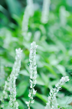 ACANTHACEAE or Justicia betonica L or Squirrels tail or White shrimp plant or white and green flower