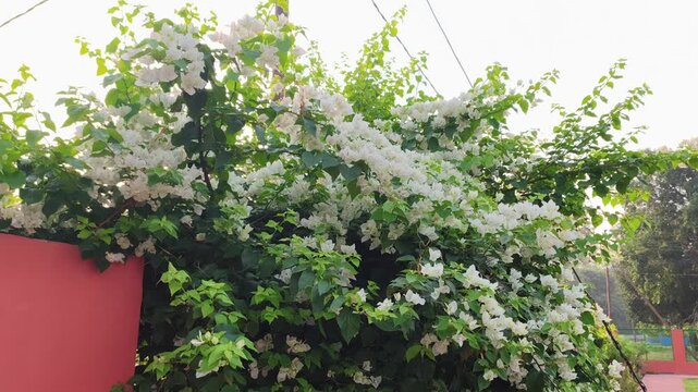 Close-up of vibrant white flowering vine climbing over a red wall and green fence in a bright outdoor setting.