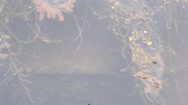 A serene winter scene of a partially frozen pond with ice cracks and submerged vegetation.