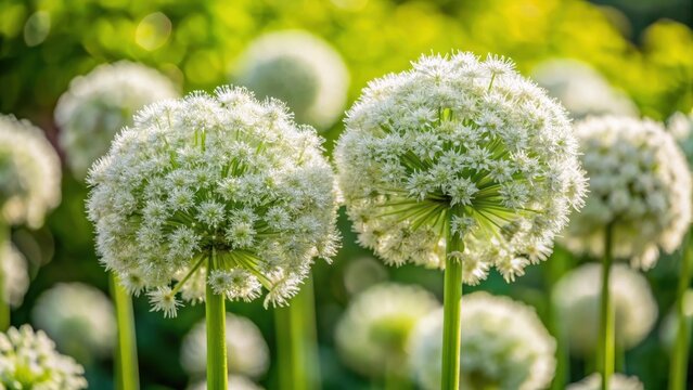 Dense clusters of white flowers resembling two umbels hanging from a central stem , florals, garden,  florals