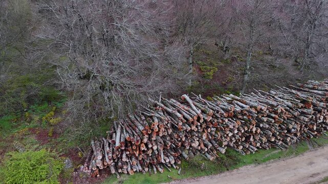 Piles of felled beech trees in the Sierra de Entzia. Alava. Basque Country. Spain. Europe