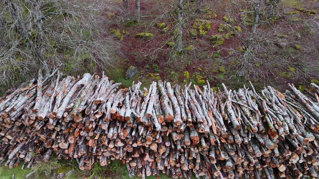 Piles of felled beech trees in the Sierra de Entzia. Alava. Basque Country. Spain. Europe