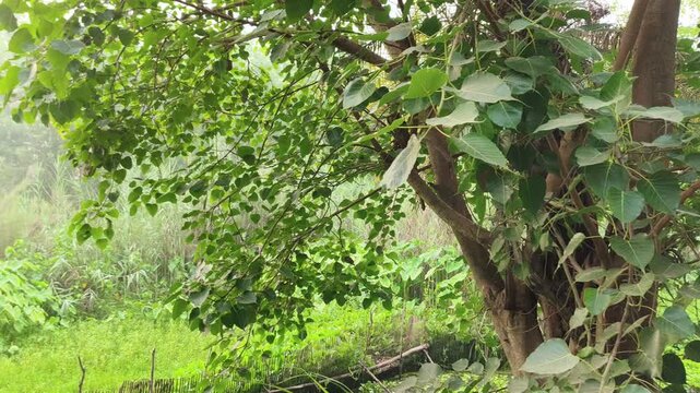 Close-up view of vibrant green foliage and broad leaves thriving in a natural garden setting.