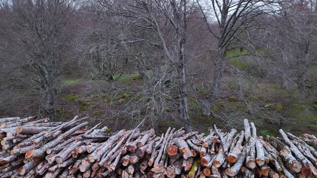 Piles of felled beech trees in the Sierra de Entzia. Alava. Basque Country. Spain. Europe