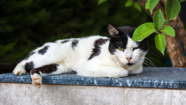 Stray street cat resting in the shade of a green bush on a hot summer day, homeless animal hiding from sun under plant outdoors.
